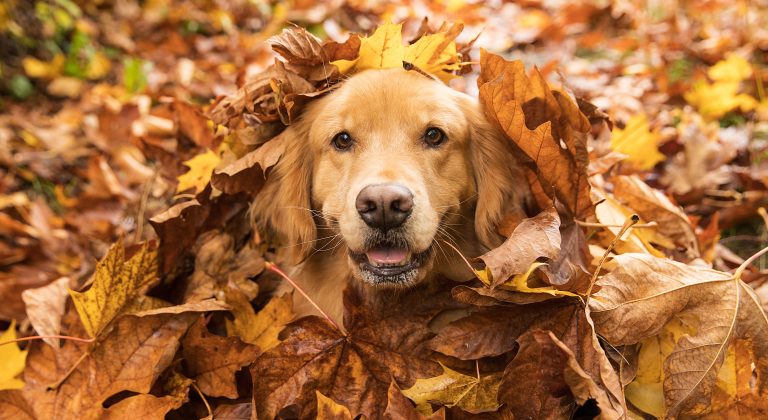 Golden retriever surrounded by colorful fall leaves, representing the changing season and mindset shifts that come with real estate fall messaging for professionals